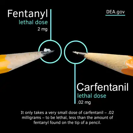 Carfentanil vs Fentanyl - Alt Text